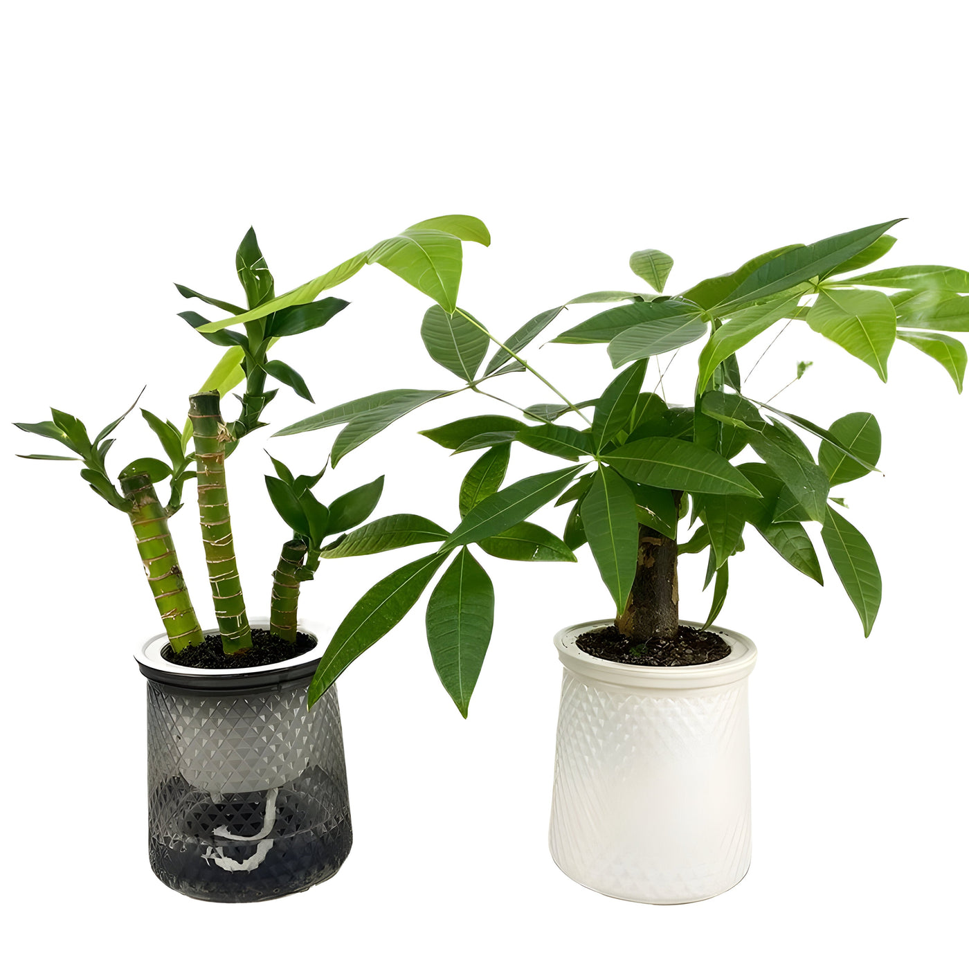 HyggeSprout Topf – Hydroponischer Kristall-Glas-Blumentopf