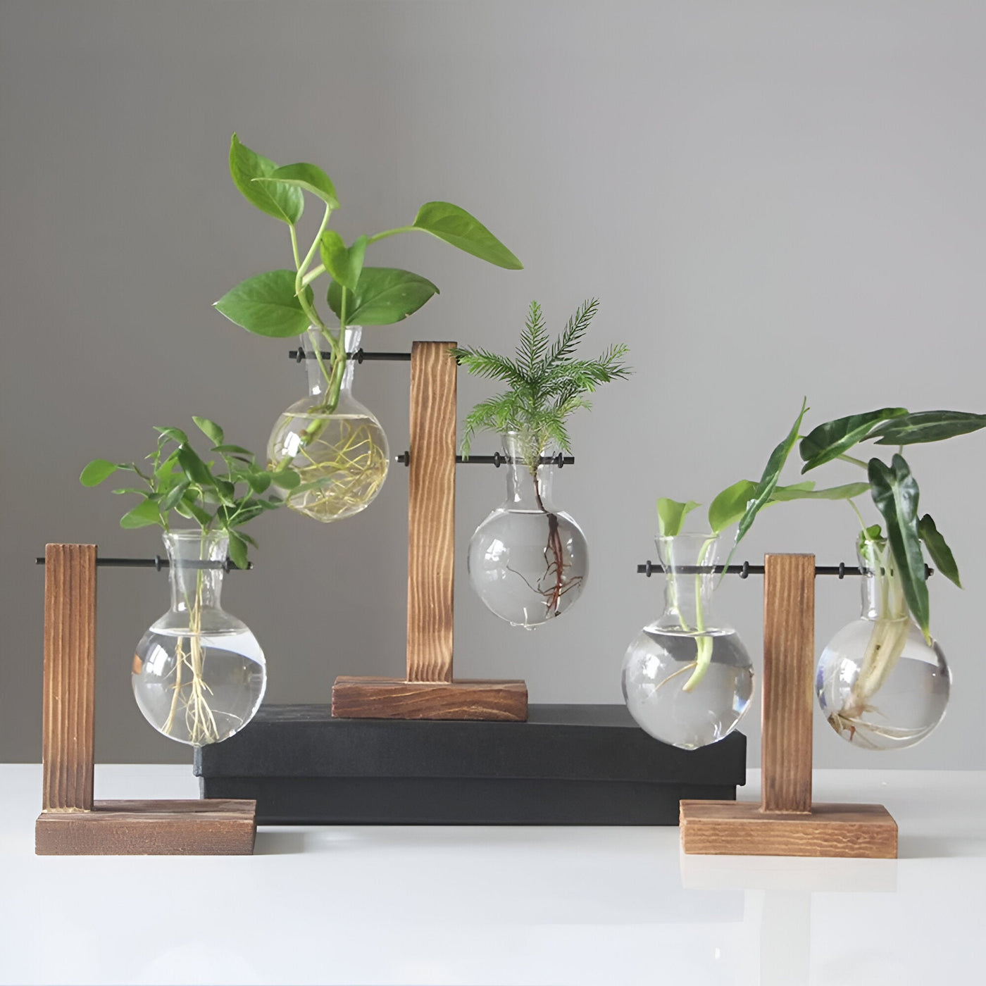 GlassHaven Vase – Hydroponisches Glasgefäß mit Holzständer