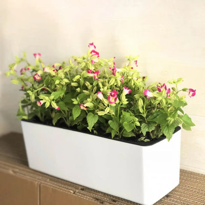 PureVase Pot – Selbstbewässernder Blumentopf mit Wasserstandsanzeige